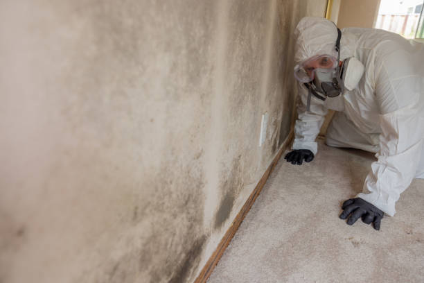 Best Mold Removal for HVAC Installations in Damascus, OR